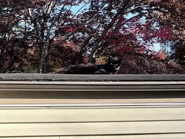 A black cat with glowing green eyes is lounging on the edge of a roof, looking down at the camera. Behind it are trees with…