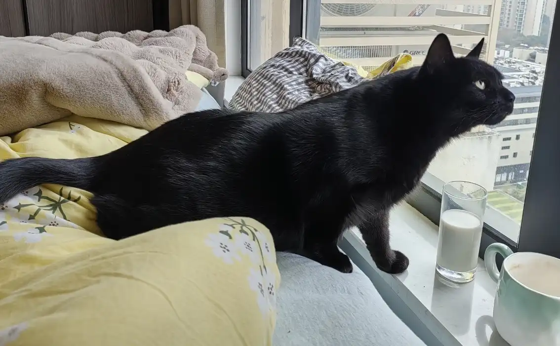 A black cat sits on a bed near a window, looking intently out at the cityscape. On the windowsill beside it is a glass of…