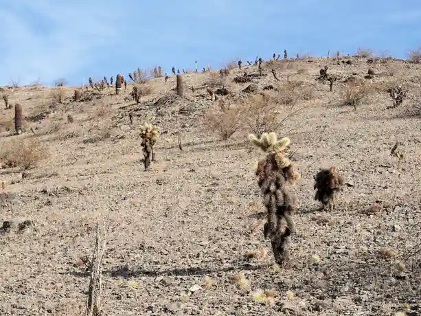 A dry, rocky desert hillside covered with numerous cholla cacti, some standing upright while others are broken or fallen…
