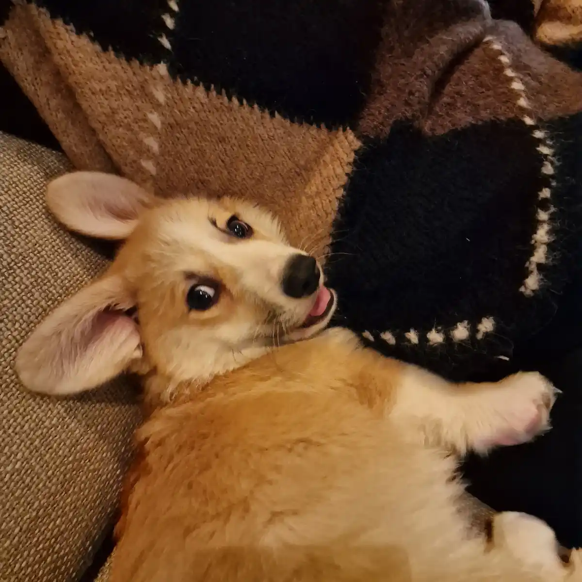 Meet Max, the legend