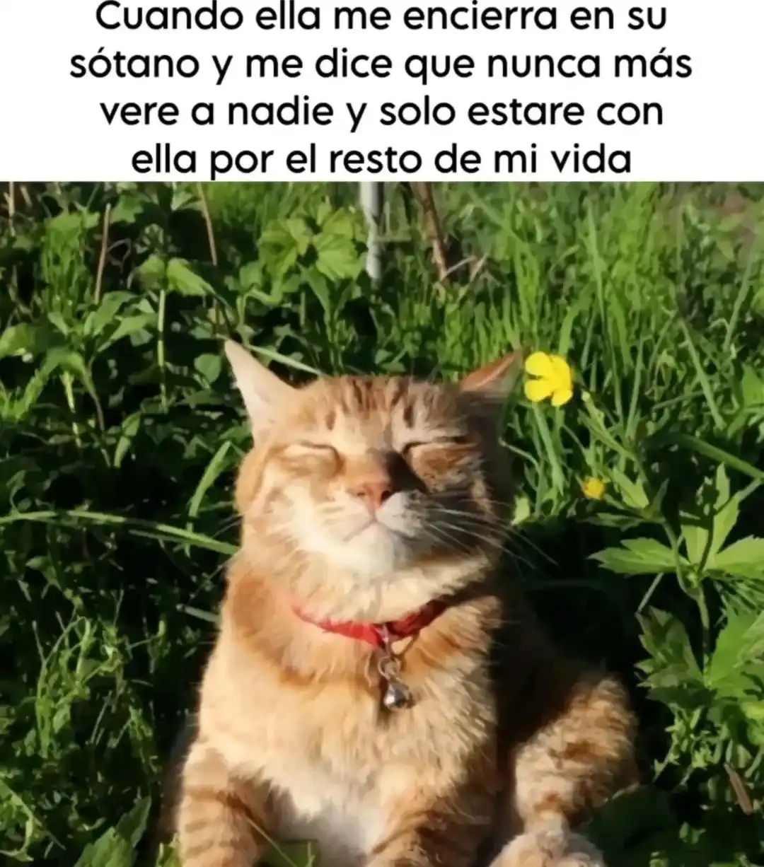 A ginger tabby cat with a red collar sits contentedly in a grassy field with yellow flowers, eyes blissfully closed as if…