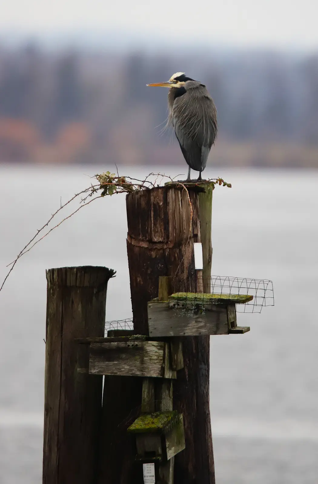 A grey heron stands atop a weathered wooden post near water, with several birdhouses attached to the post below it. The bird…