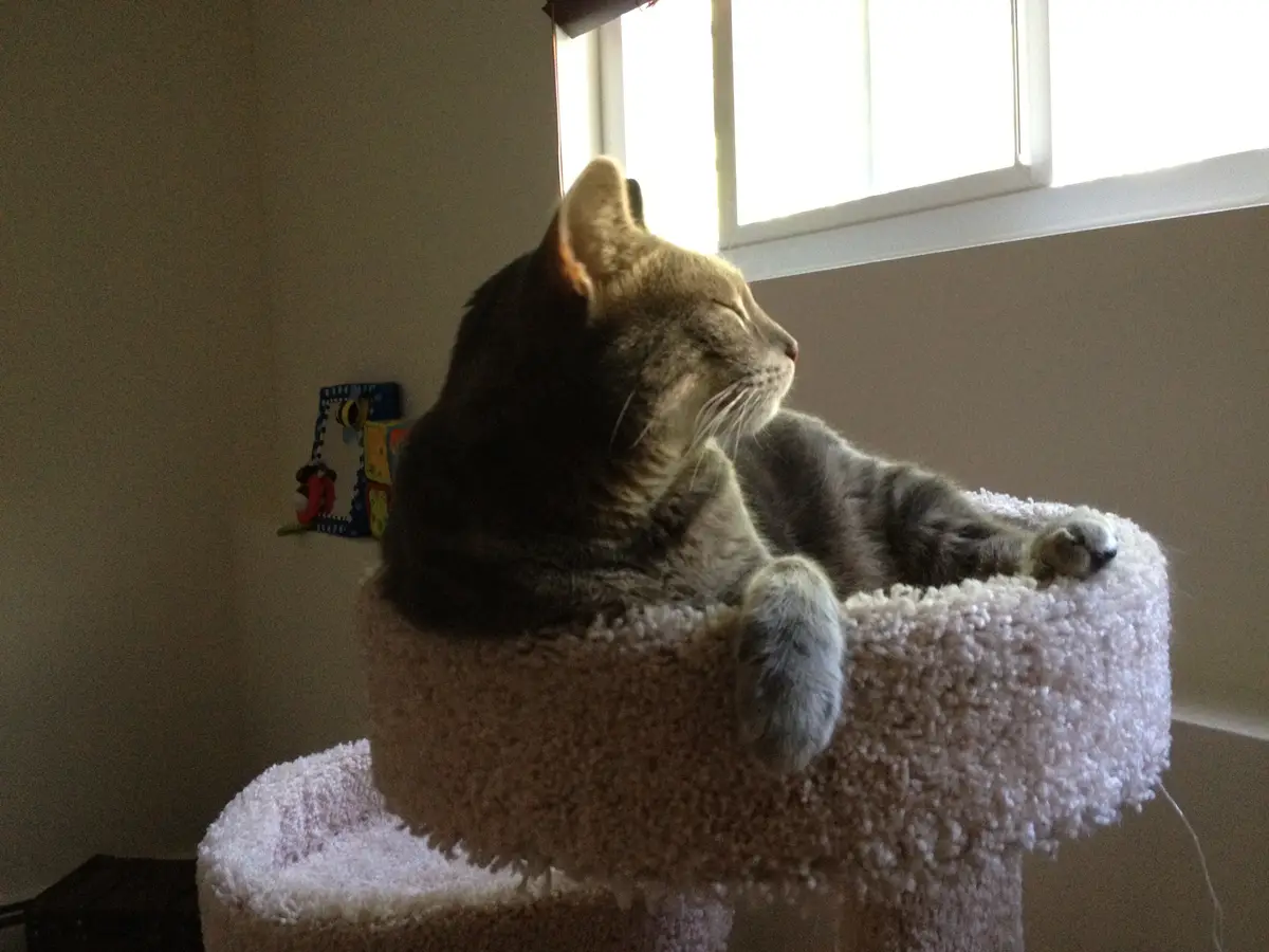 A gray tabby cat is lounging contentedly on a fluffy, light-colored cat tree perch, basking in sunlight streaming from a…