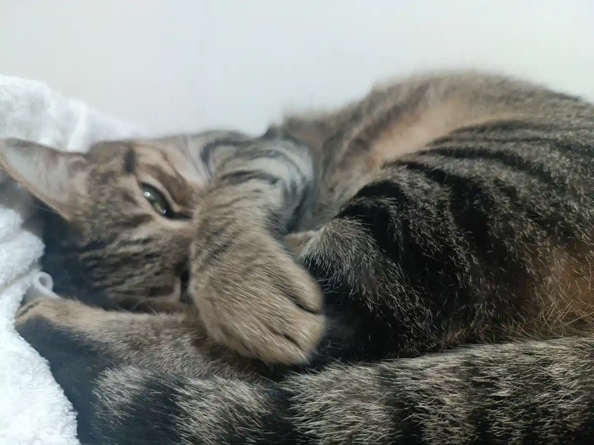 a tabby cat is curled up on a white blanket, one paw covering its face while its eye is half-open, conveying a sleepy or…