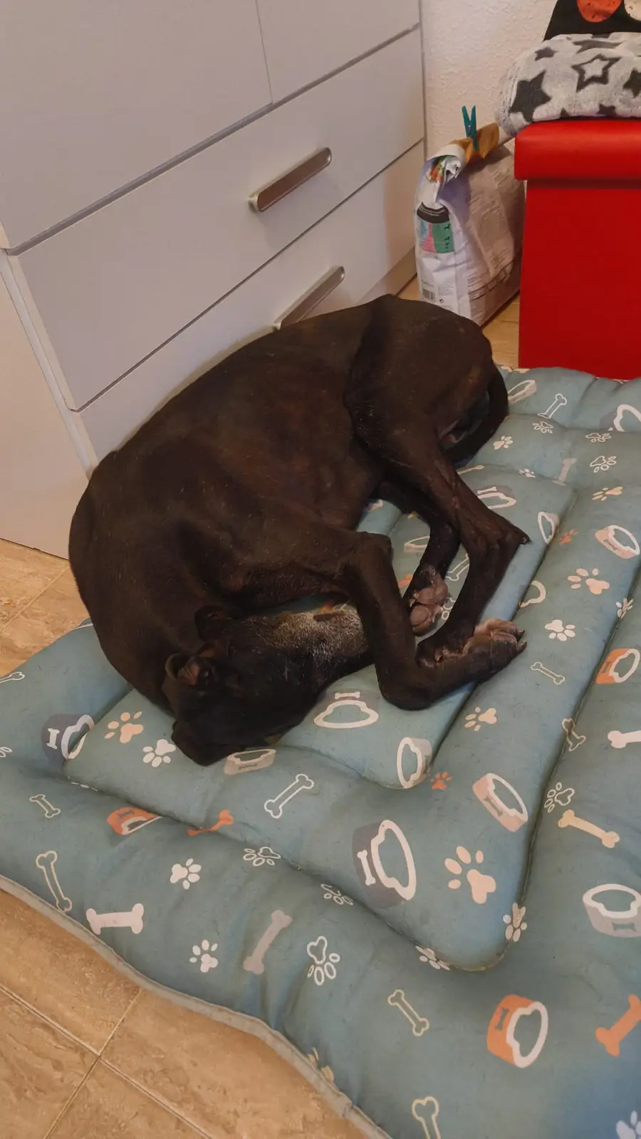 A large, dark-colored dog is curled up and sleeping on a blue pet bed decorated with bone and paw print patterns. The dog's…