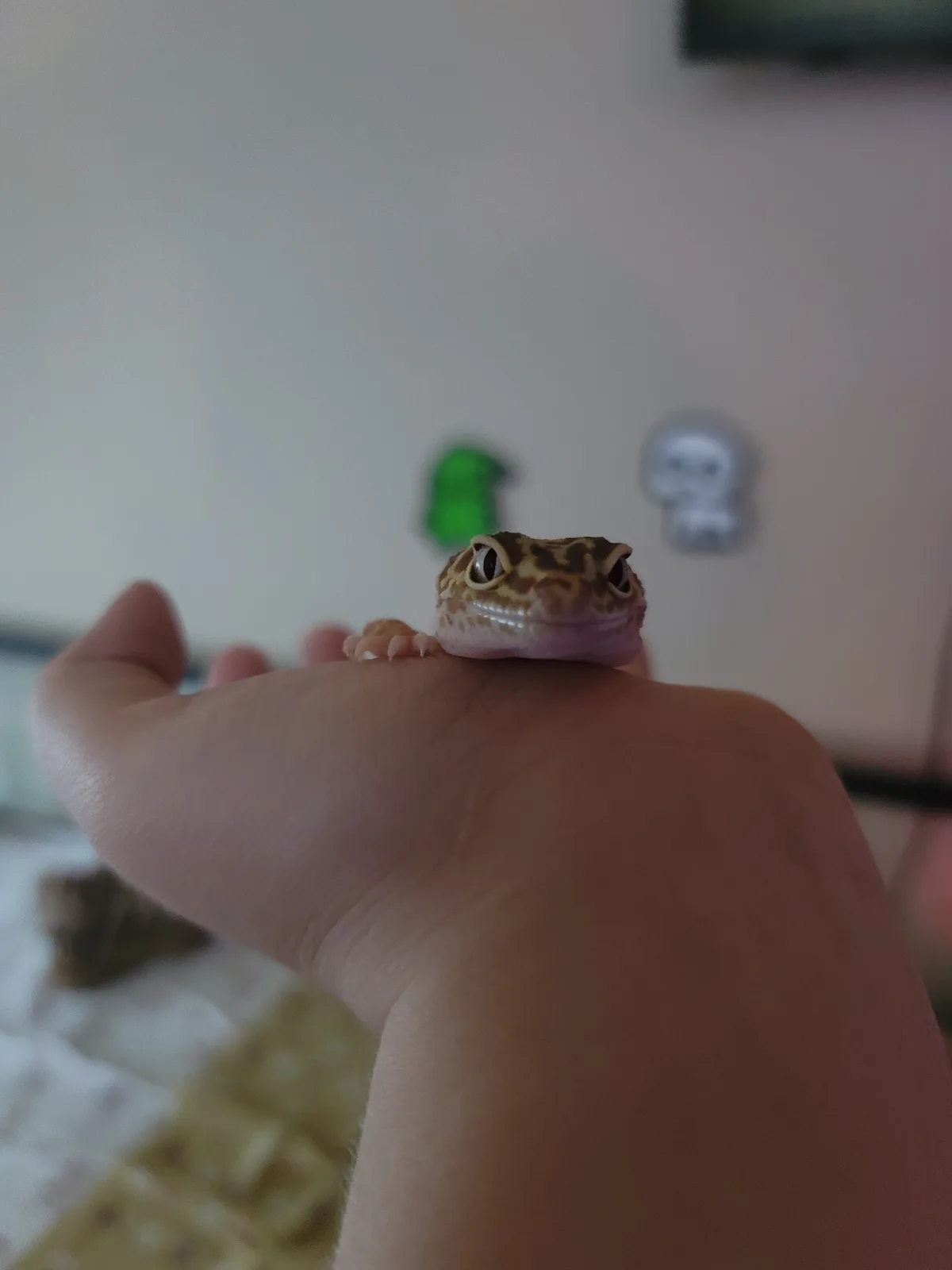 A small leopard gecko with brown and tan patterns sits calmly on a person's open palm, looking directly at the camera. In…