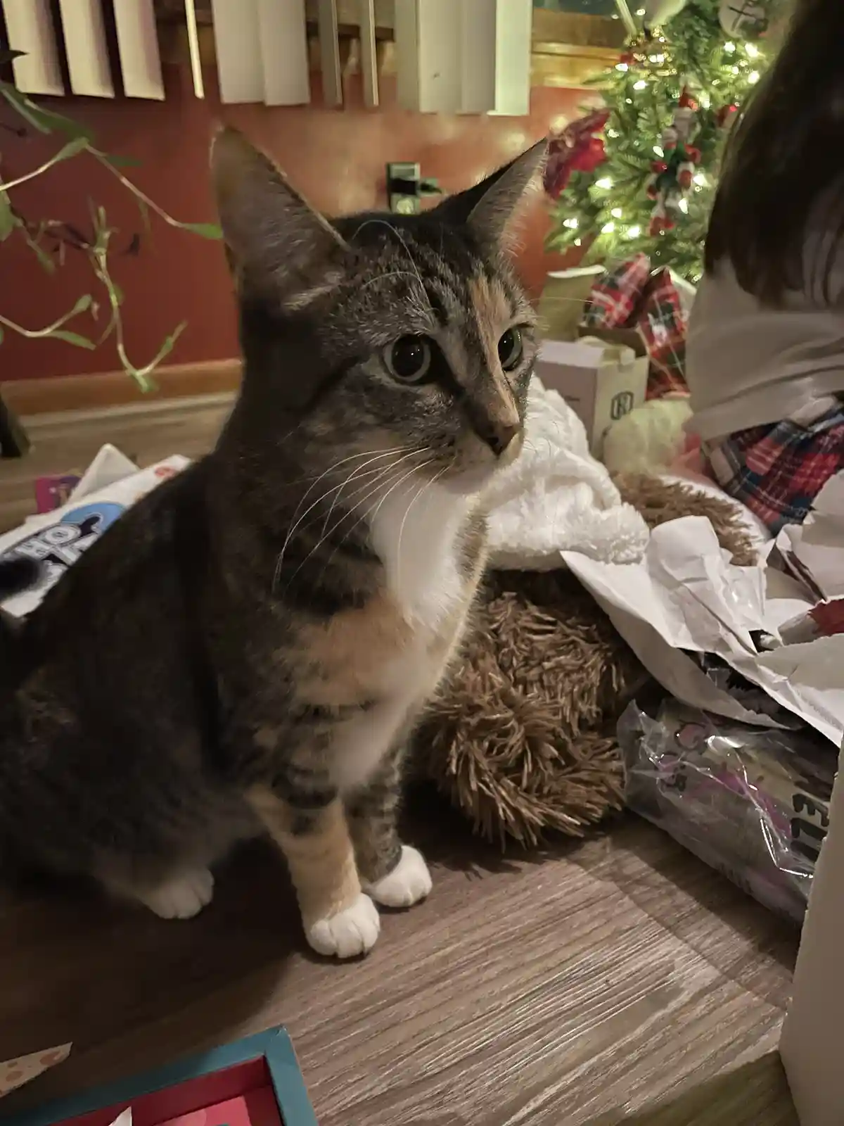 A tabby cat with white paws and chest sits on a wooden floor surrounded by unwrapped Christmas presents and a decorated tree…