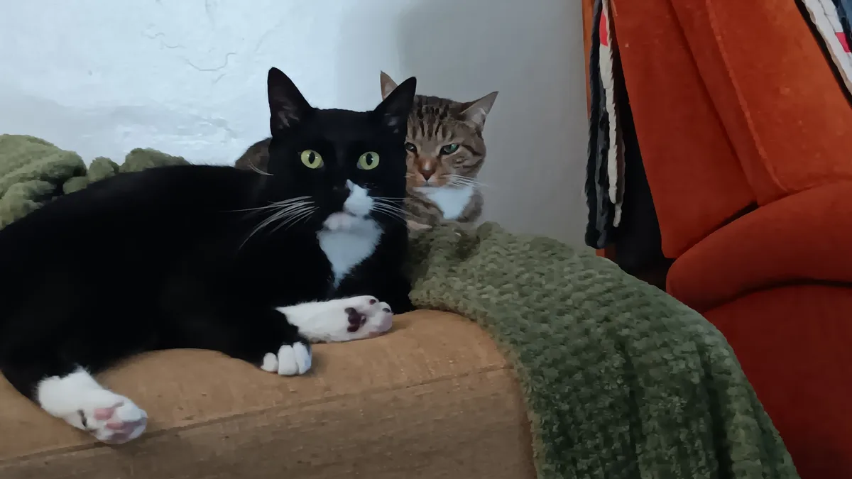 A black and white cat lies calmly on a brown couch cushion, looking directly at the camera with bright green eyes, while a…