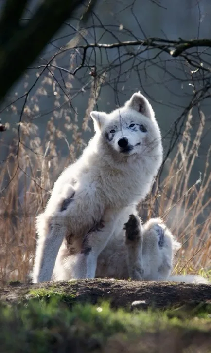 A white wolf sits upright in a natural setting with dry grass and bare branches, looking upward with a relaxed expression…