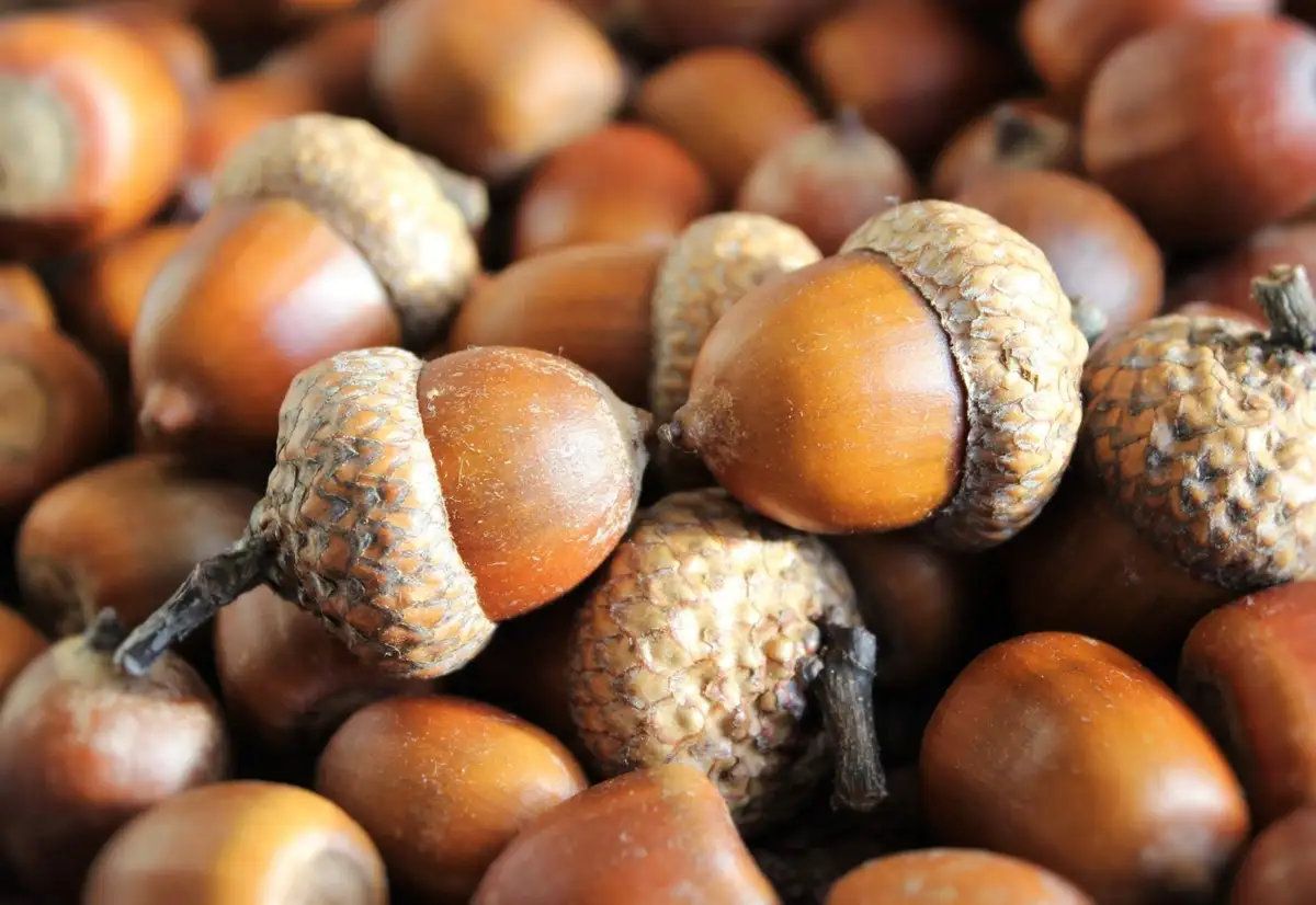 A close-up photograph shows a pile of acorns with their characteristic brown, textured caps and smooth, shiny nuts. The…