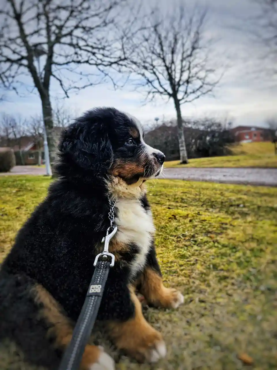 A young bernese mountain dog puppy with black, white, and tan fur sits on green grass outdoors, wearing a black leash with…