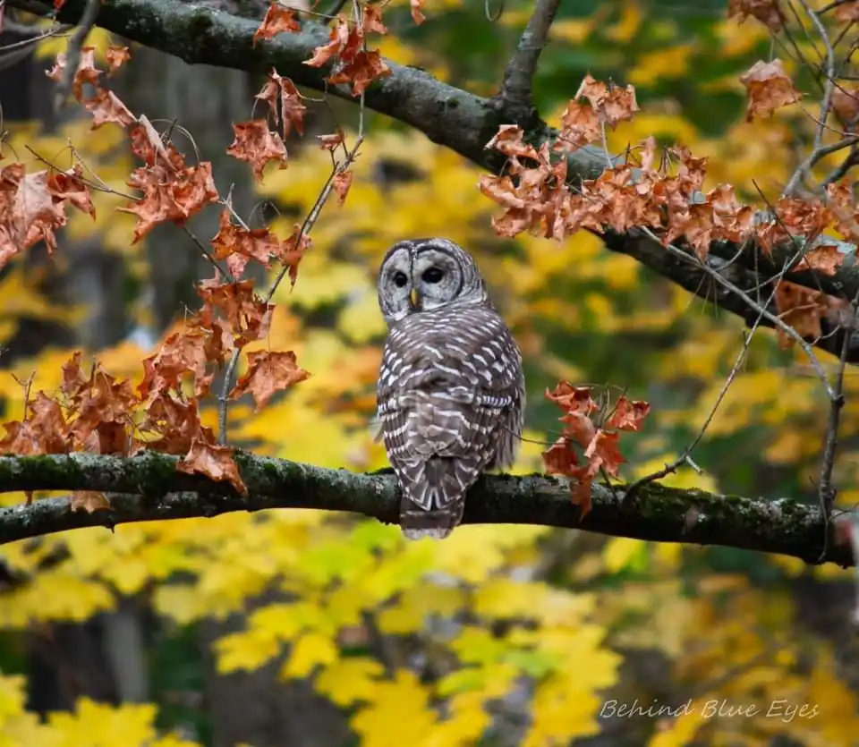 The Wise Owl: Nature's Enigmatic Creature