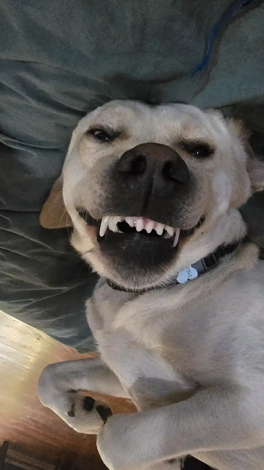 A light-colored dog with a wide, toothy grin lies on a gray couch, looking directly at the camera with a playful expression…