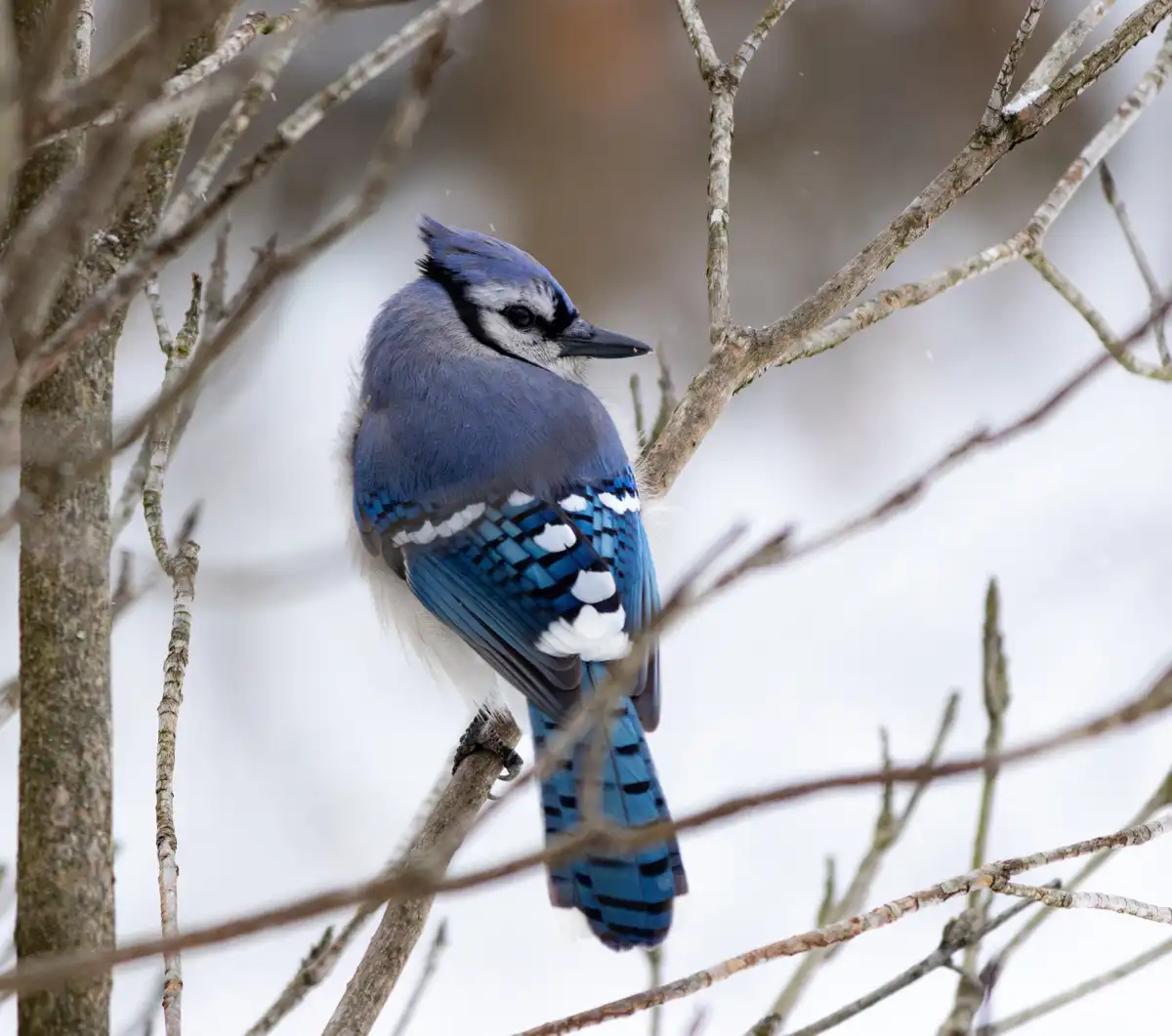 A blue jay perched on a bare tree branch in a snowy landscape, looking sideways with a slightly puffed-up appearance. The…