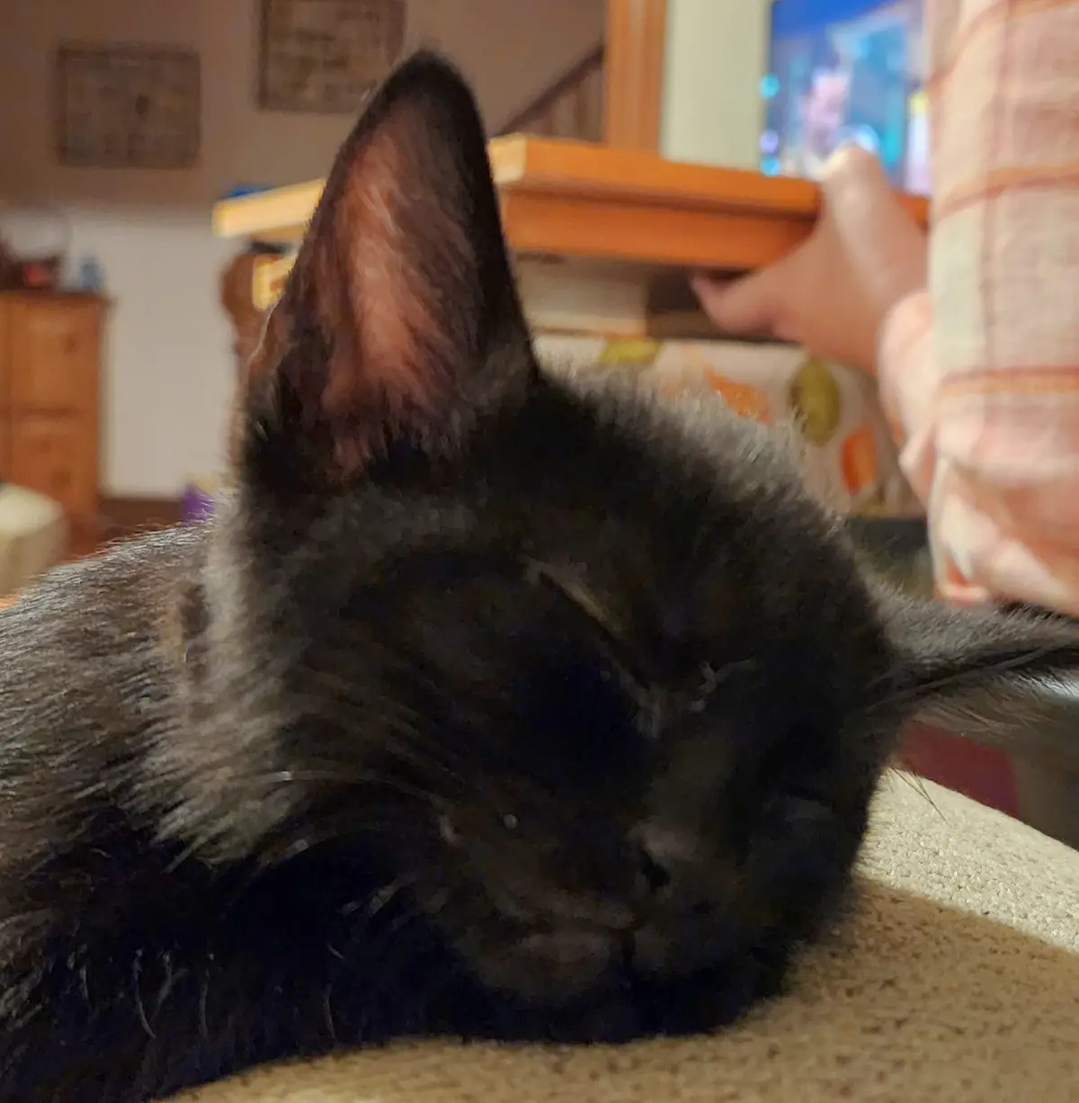 A close-up of a black cat sleeping peacefully with its eyes closed, resting on a beige surface. In the background, a…
