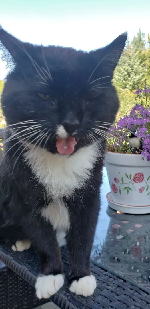 A black-and-white cat with a white chest and paws sits on a glass table outdoors, licking its lips with a slightly squinted…