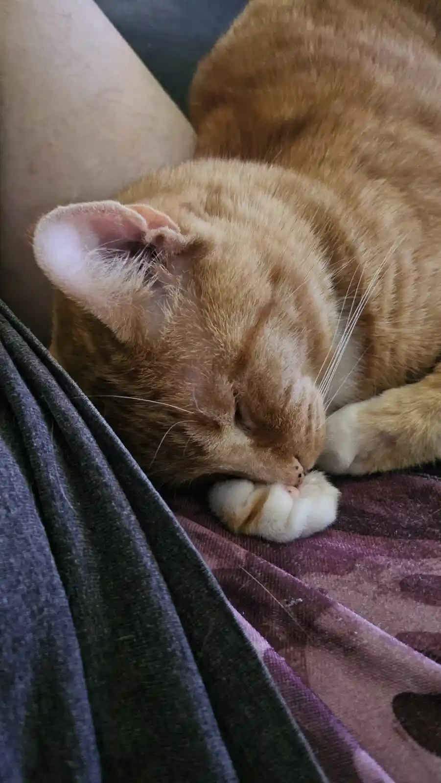 An orange tabby cat is curled up and sleeping soundly on a person's lap, with its head resting on its front paw. The cat is…