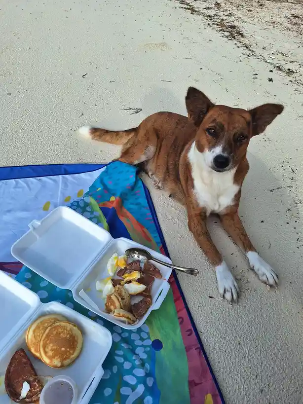 A brown and white dog with large ears lies on sandy beach next to a colorful blanket, looking up at the camera. Beside it…