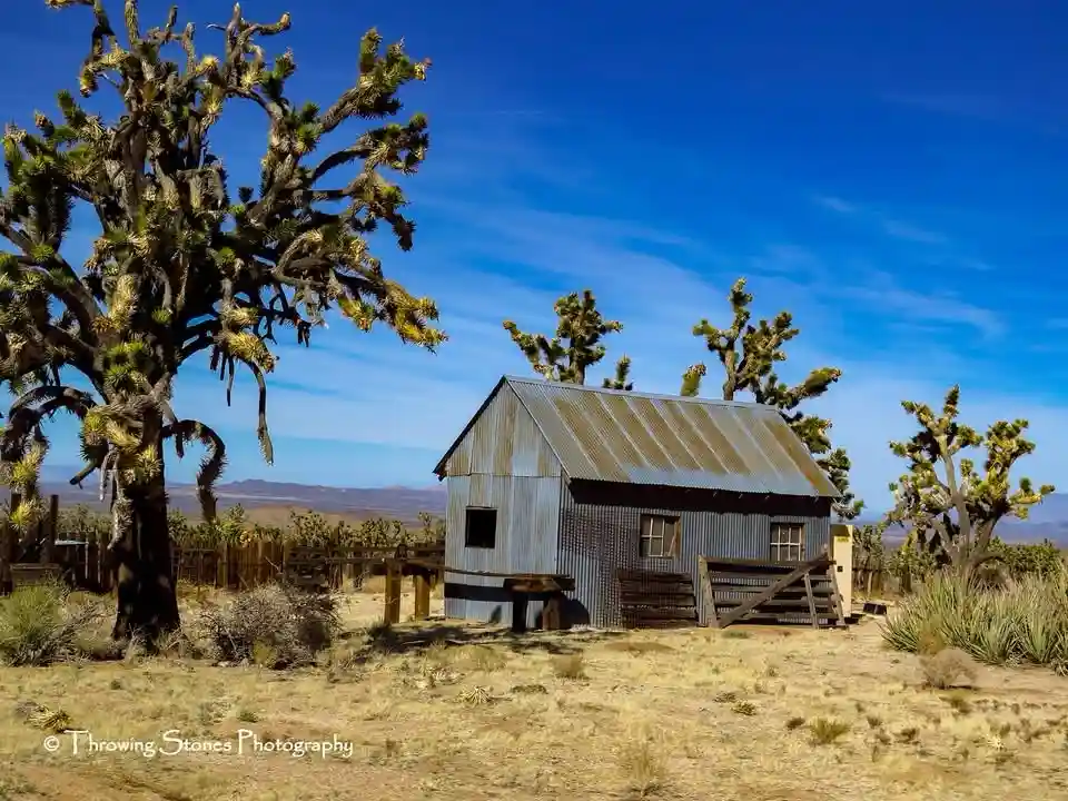 A rustic, corrugated metal shed stands alone in a dry, desert landscape under a clear blue sky, surrounded by several Joshua…