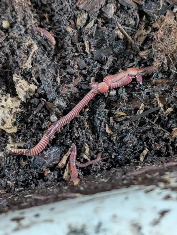 A close-up photo shows several pinkish-red earthworms on dark, moist soil mixed with decomposing leaves and twigs. One…