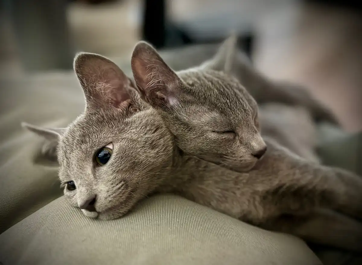 Two gray cats are cuddled together on a fabric surface; one has its eyes open and looks alert while the other has its eyes…