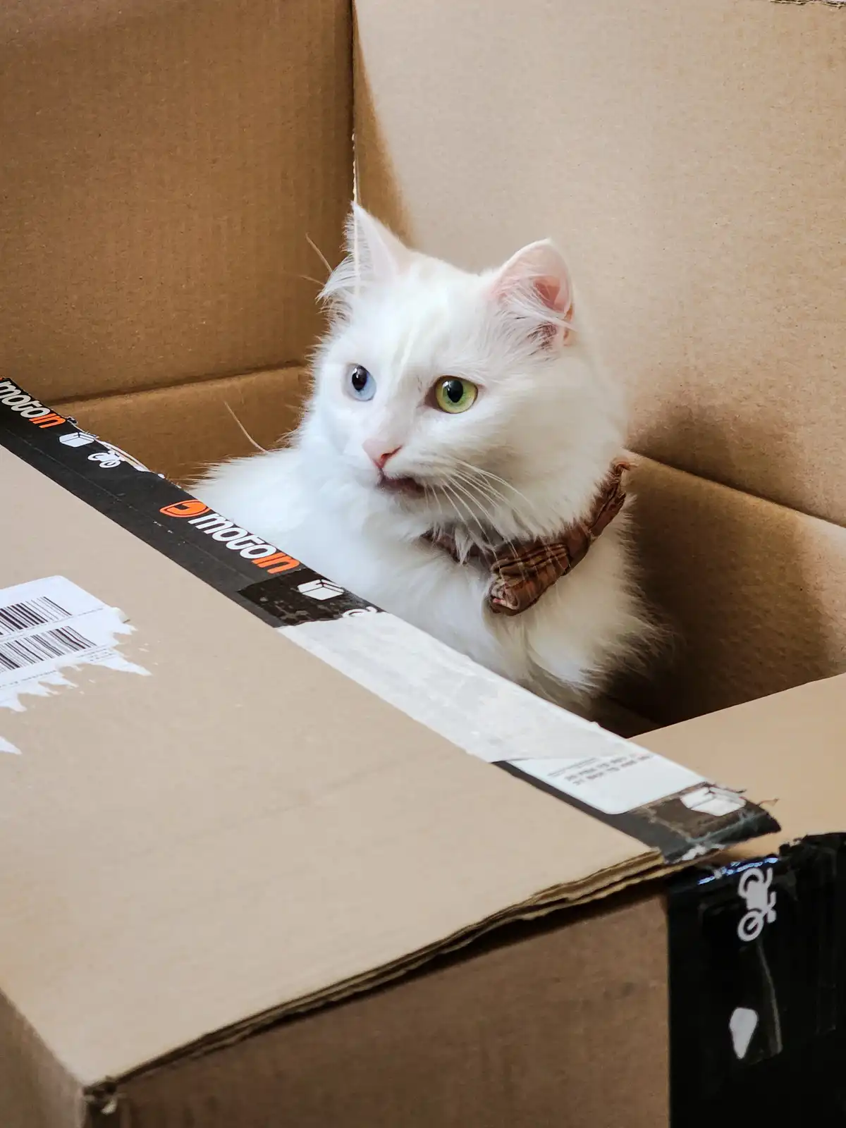 A fluffy white cat with heterochromia (one blue eye, one green eye) sits inside an open cardboard box, looking out with a…