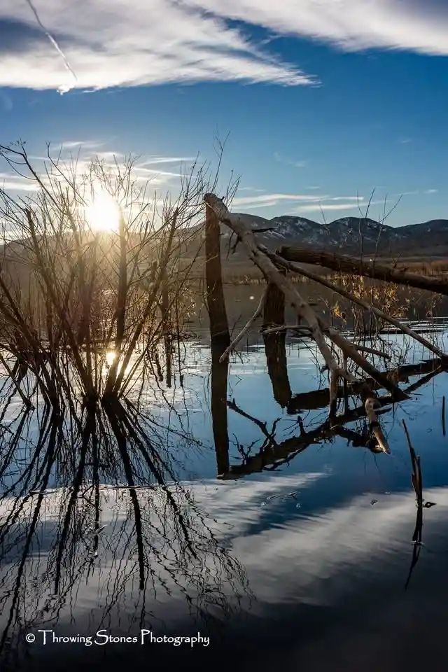 A serene landscape photo shows bare tree branches and logs partially submerged in calm water, reflecting the sky and sun…