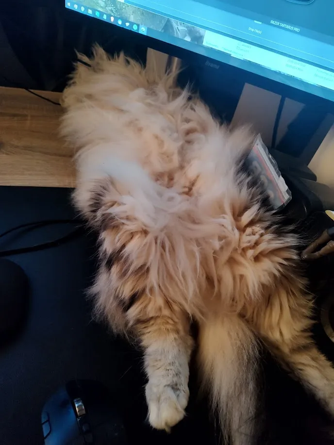 A fluffy, long-haired cat is sprawled belly-up on a dark desk, its fur covering most of its body, with a computer monitor…