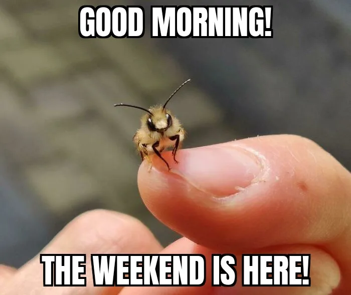 A close-up photo shows a fuzzy, light-brown bee perched on the tip of a human finger. The bee has large, dark eyes and two…