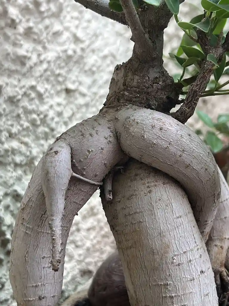 A close-up photo of a tree trunk with gnarled, thick roots that form a shape resembling a human figure in a yoga pose…