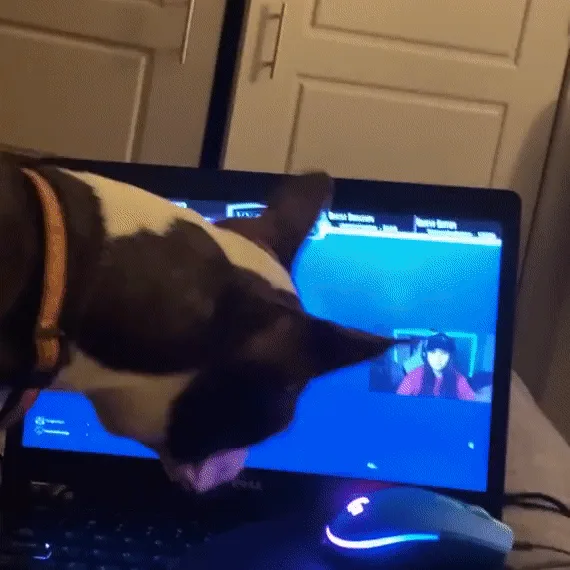 A brown and white dog is shown in six panels, initially watching a video stream on a laptop screen, then progressively using…