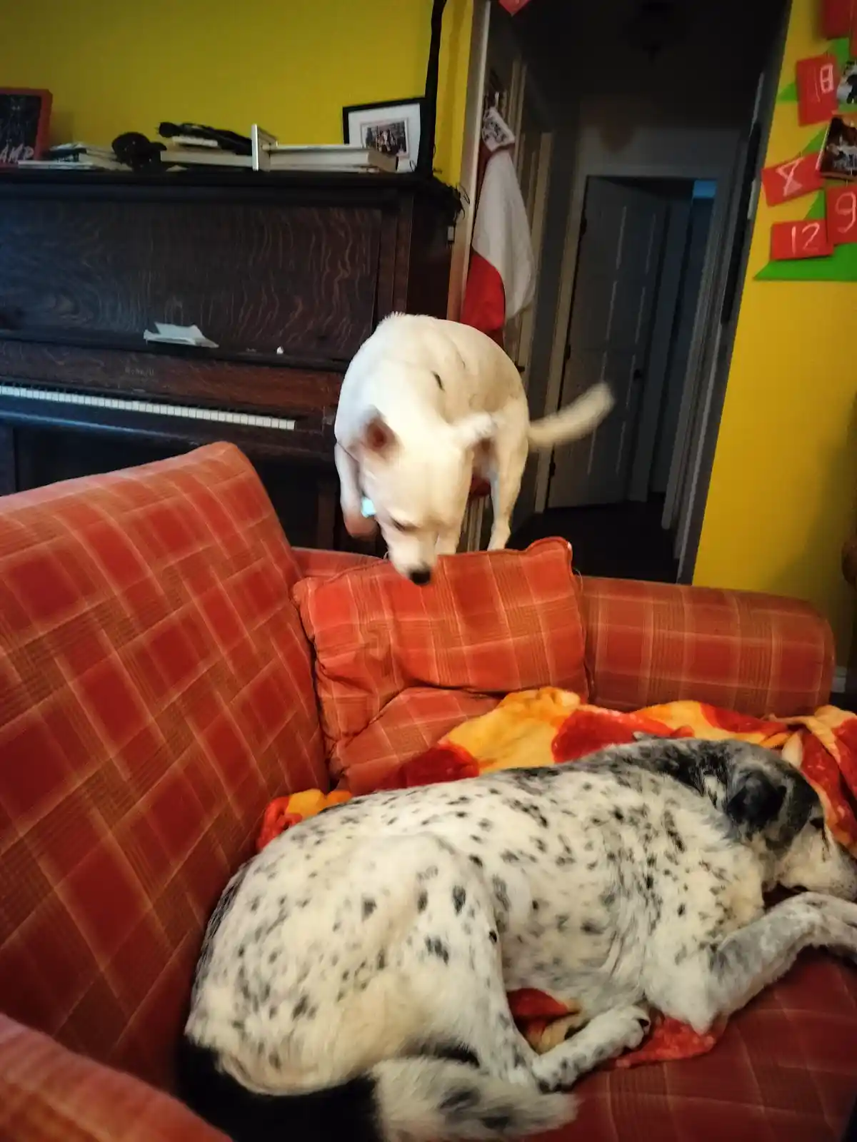 A white dog stands on a red plaid couch, sniffing near a sleeping black-and-white spotted dog. The background shows a yellow…