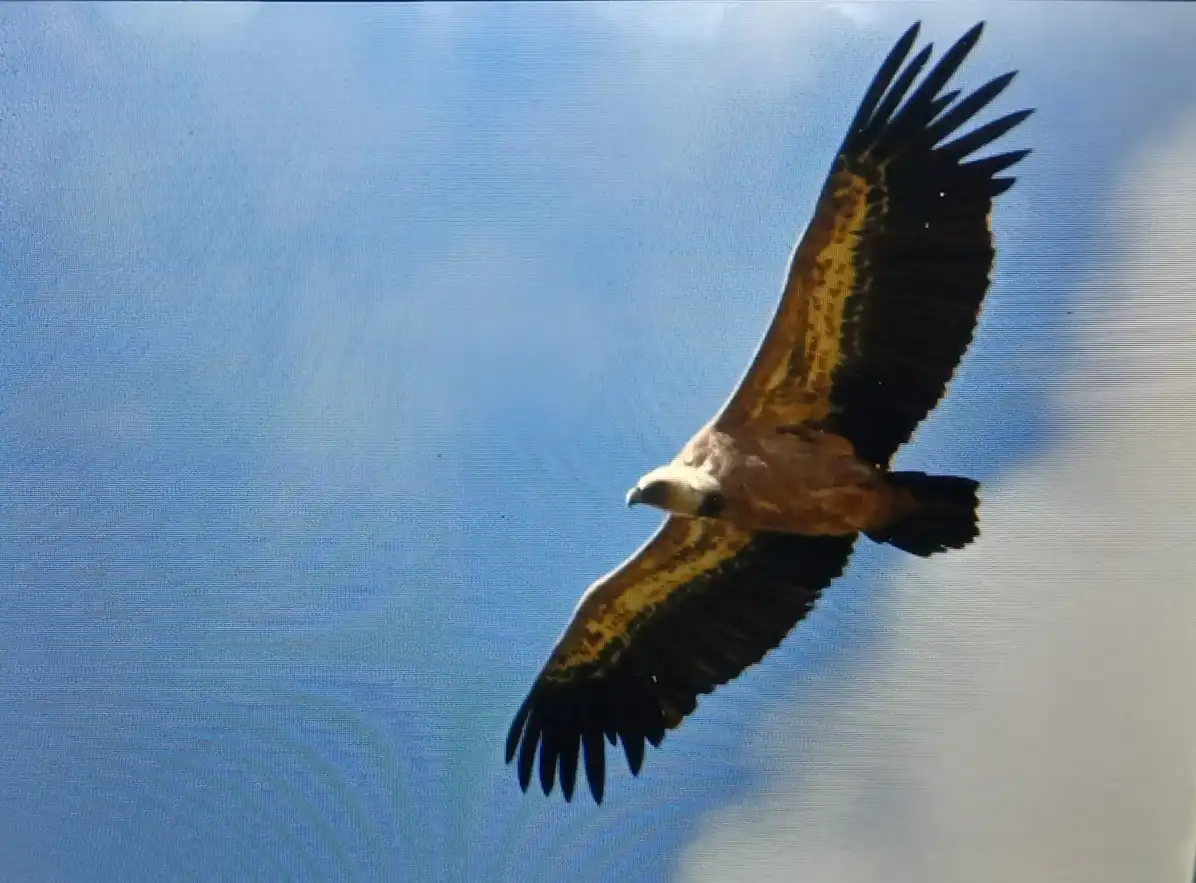 A large bird of prey, likely a vulture or eagle, soars with wings fully extended against a blue sky with scattered clouds…