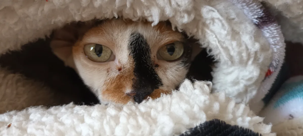 A close-up of a calico cat with green eyes and a black nose peeking out from under a fluffy white blanket, looking directly…