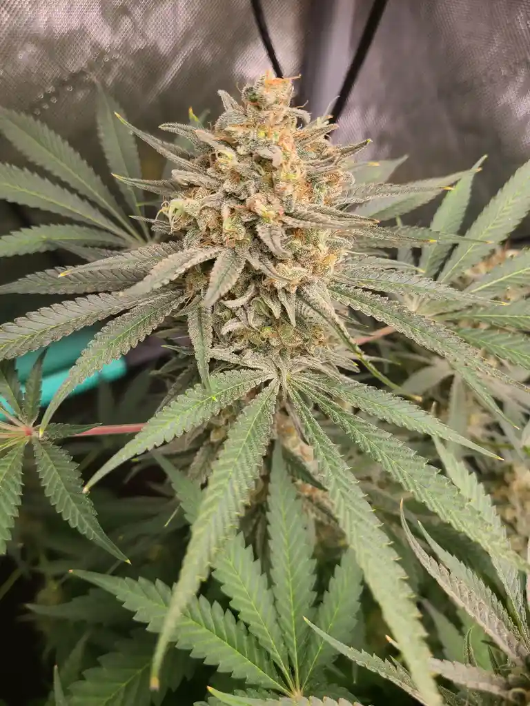 A close-up photo of a mature cannabis plant with a large, dense bud covered in white trichomes and orange pistils…
