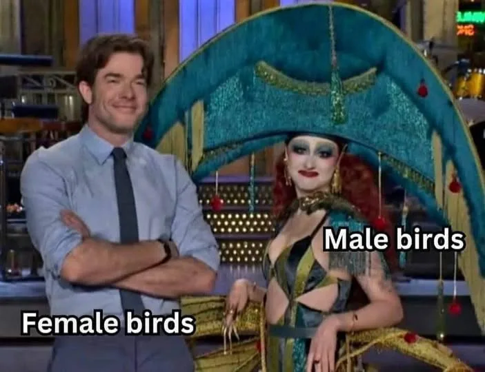 A man in a light blue shirt and tie stands with arms crossed, labeled 'Female birds'. Beside him, a person in an ornate…