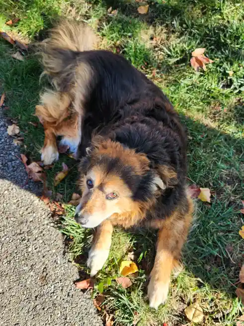 Daily dose of cuteness: Peanut the dog - Day 1542!