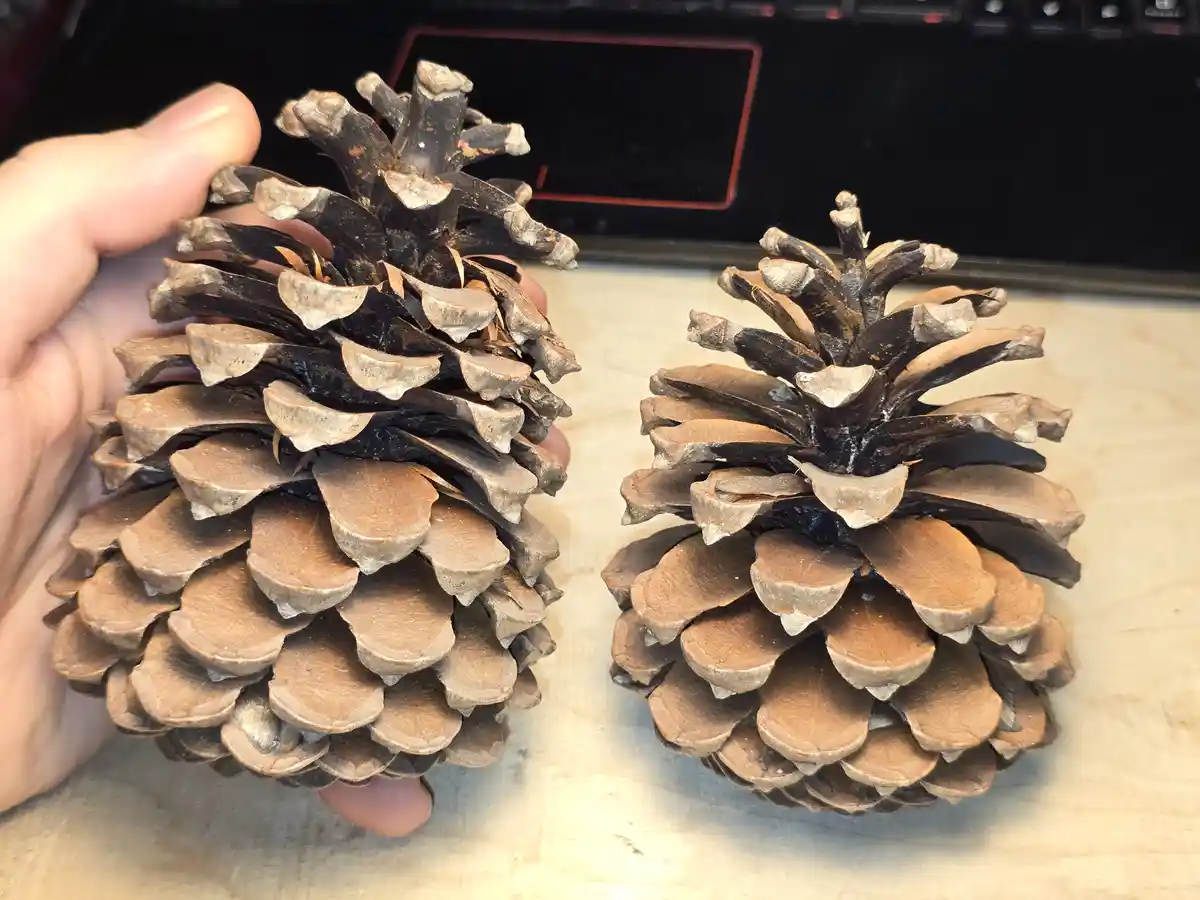 I couldn't care less about this or that, but check out these amazing pine cones I discovered on my vacation!