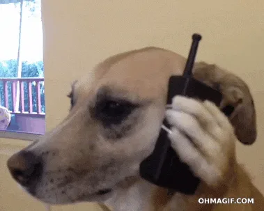 A light brown dog holds a black cordless phone receiver to its ear with its paw, shown in six sequential frames. The dog’s…