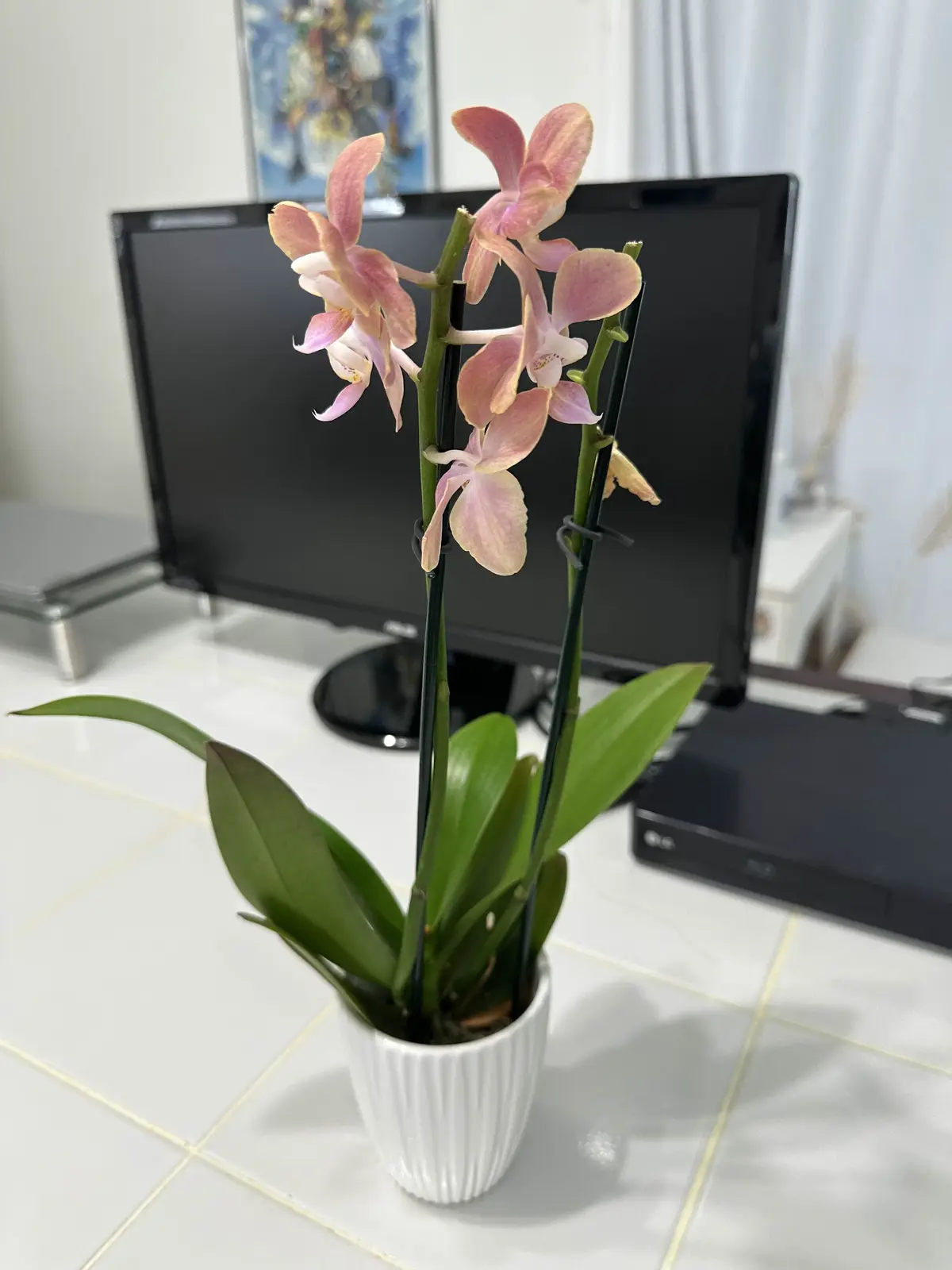 A potted orchid with pink and white flowers and green leaves sits on a white tiled surface, supported by black stakes. In…