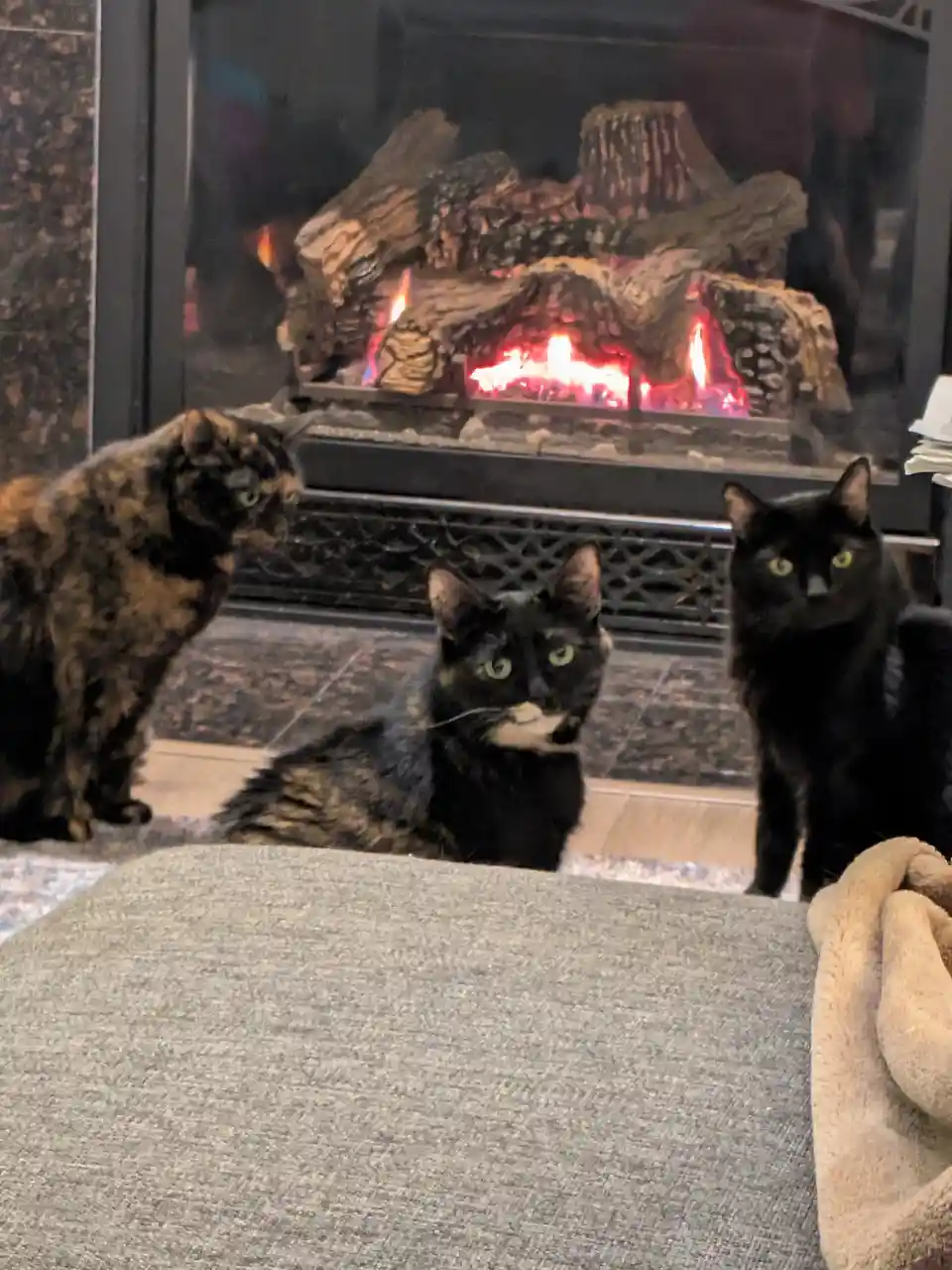 Three cats are positioned in front of a lit fireplace; one tortoiseshell cat sits in the middle looking directly at the…