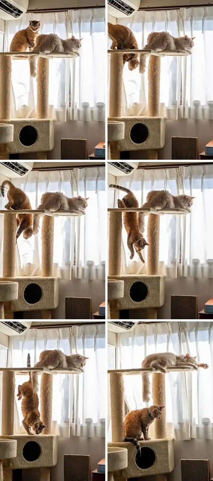 Chataro and Kanoko's Epic Pretend Battles on Their New Cat Tower