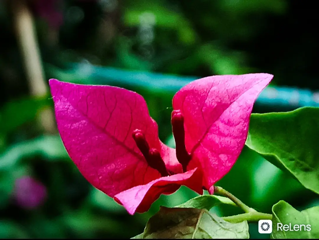 A close-up photograph of a bright pink bougainvillea flower with green leaves in the background. The image has a watermark…