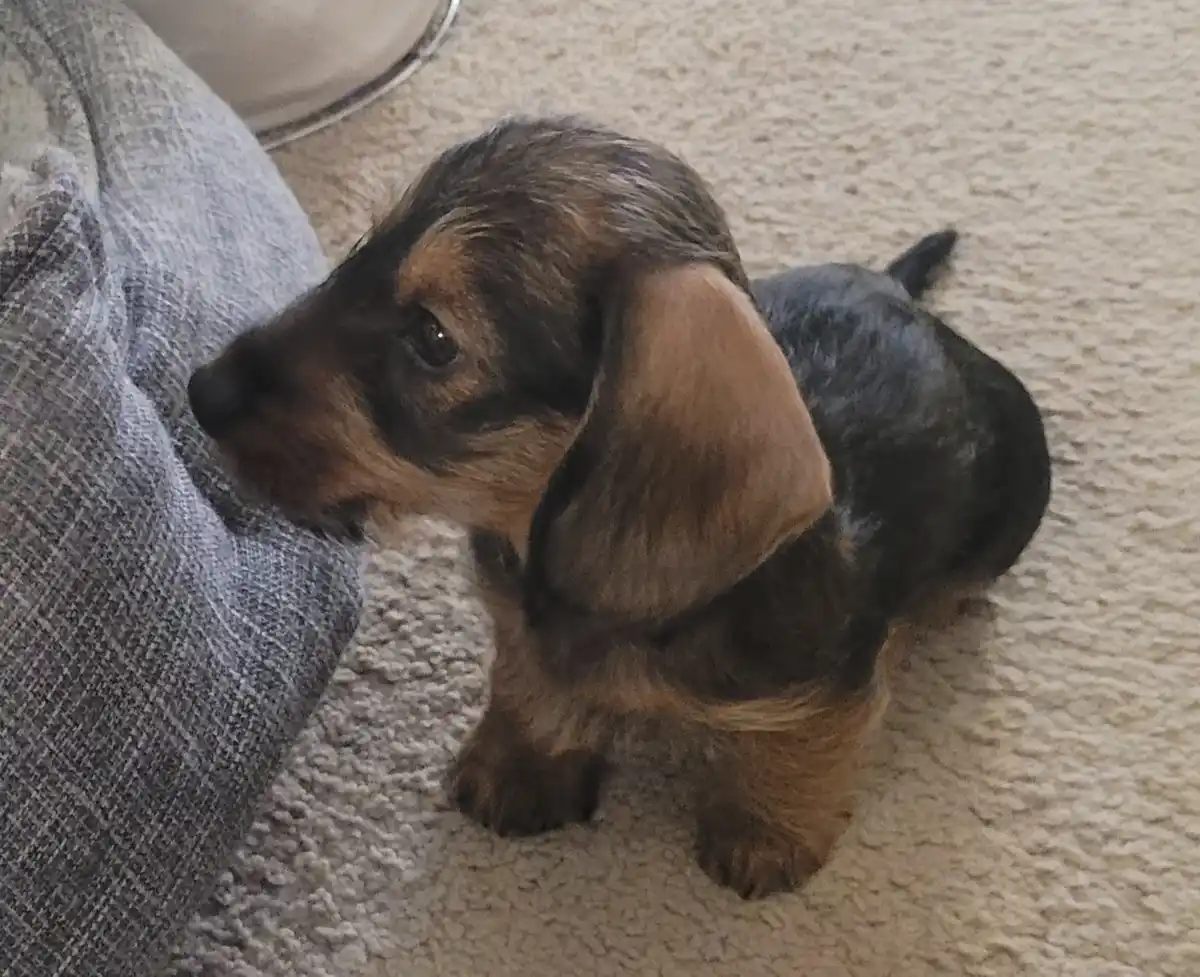 A small, brown-and-black dachshund puppy stands on a beige carpet next to a gray fabric couch, looking up with large…