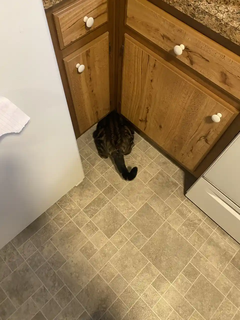 A tabby cat is sitting in the corner of a kitchen, backed against wooden cabinets with white knobs, on a tiled floor. The…