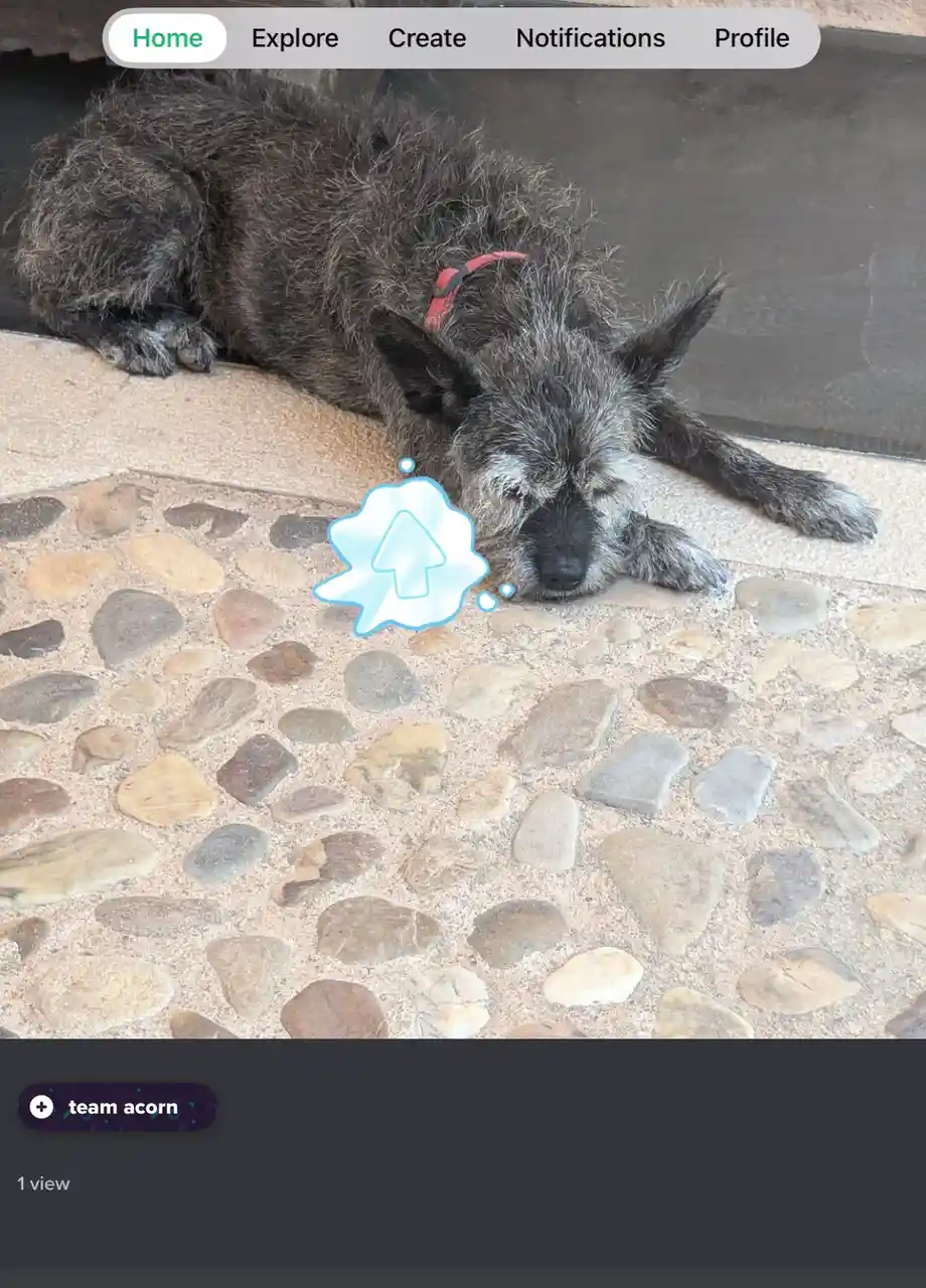 A scruffy, grayish-black dog with a red collar is lying down on a pebble patio, appearing very sleepy or exhausted. A blue…