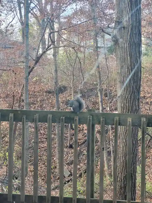A gray squirrel sits atop a weathered wooden fence in a wooded area with autumn leaves and bare branches, appearing to eat…
