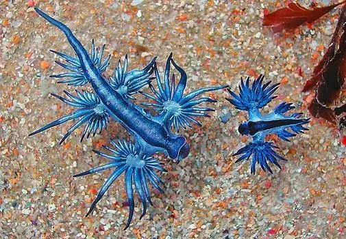Meet the Tiny Blue Sea Dragon