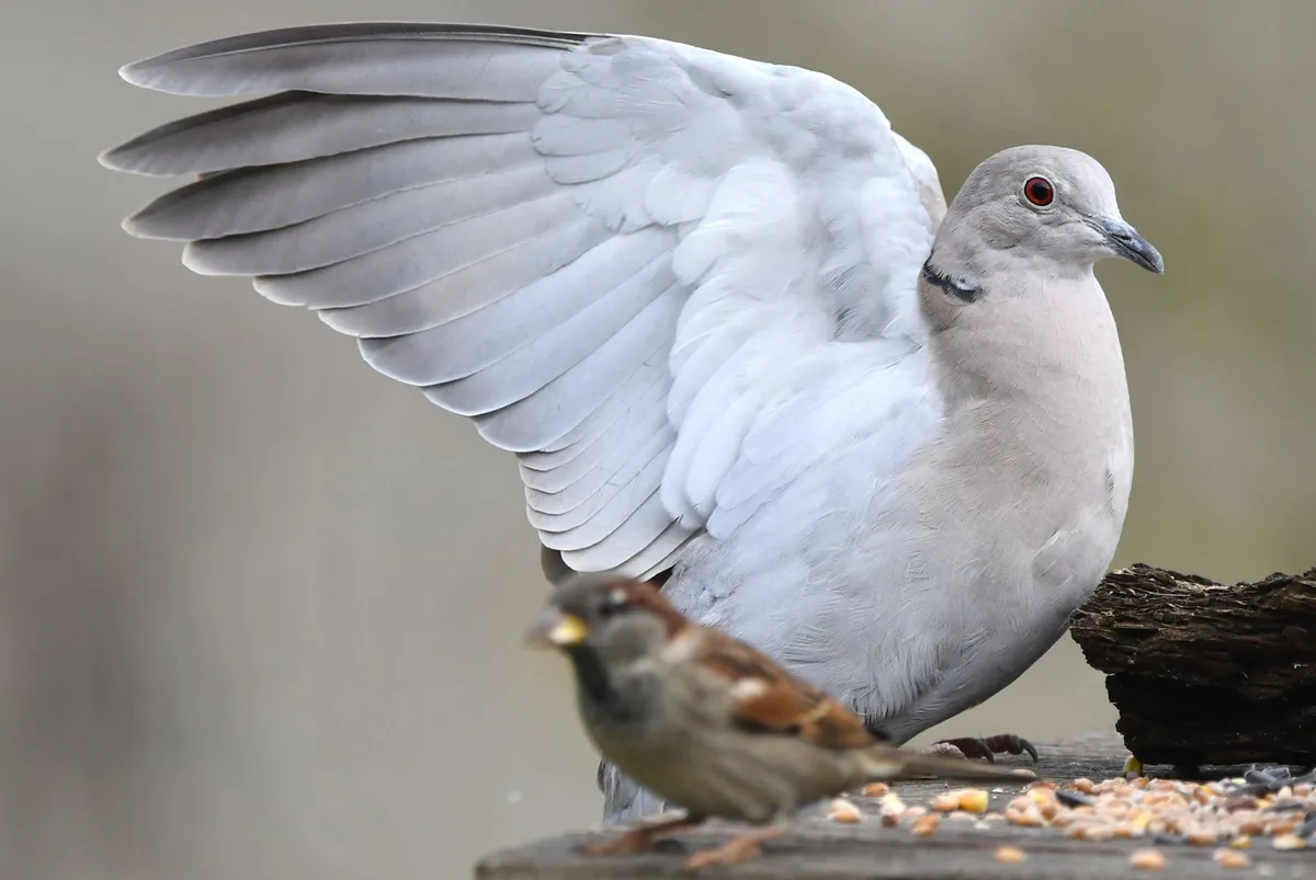 A close-up photo shows a large, light-gray bird, likely a turtle dove, with its wings spread wide while perched on a wooden…