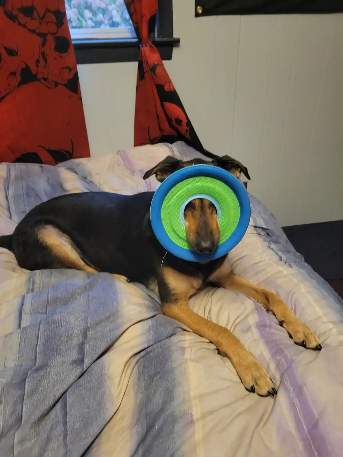 A black and tan dog lies on a striped bed with a blue and green collapsible frisbee stuck in its mouth, obscuring its face…